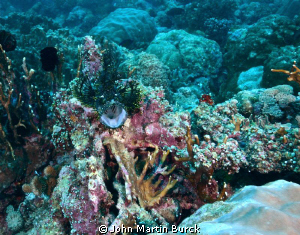 Black and yellow Lacy Scorpionfish -Rhinopias aphanes. by John Martin Burck 